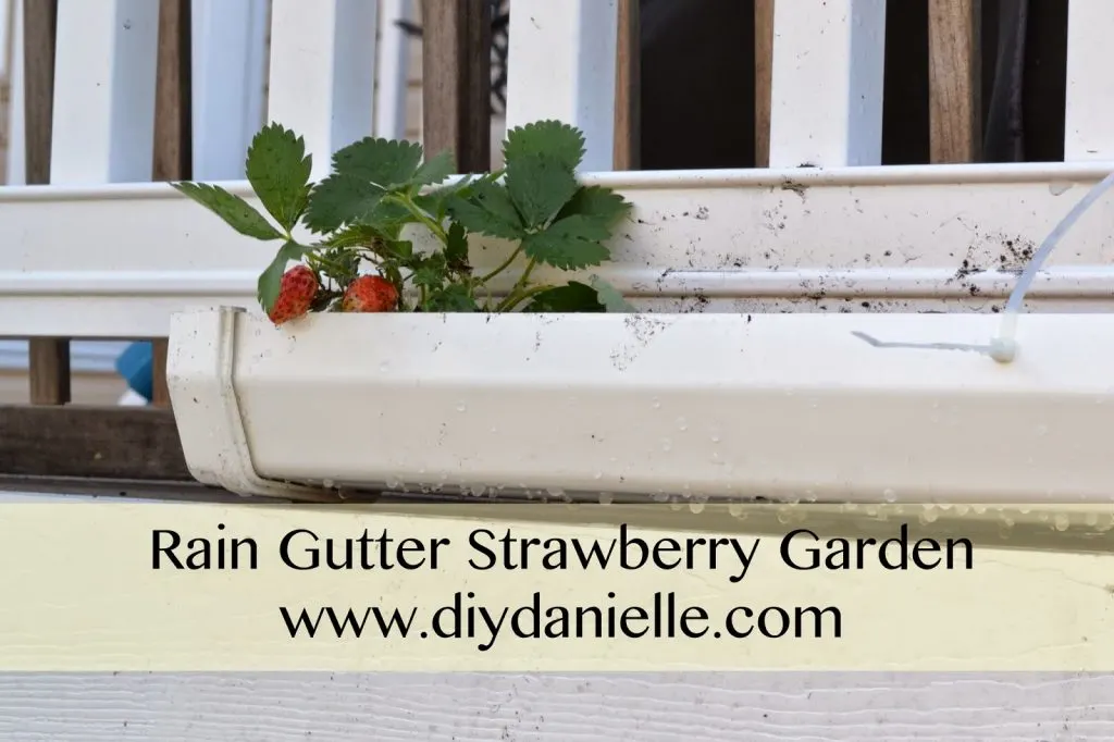 Rain Gutter Strawberry Garden