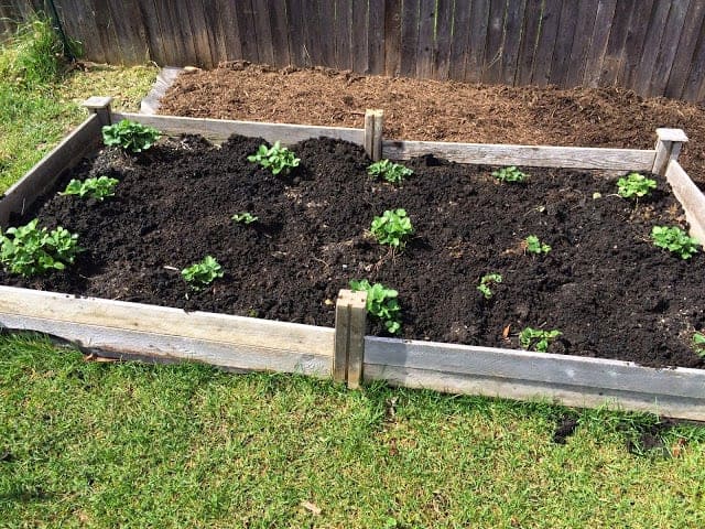 Transplanted strawberries thriving.