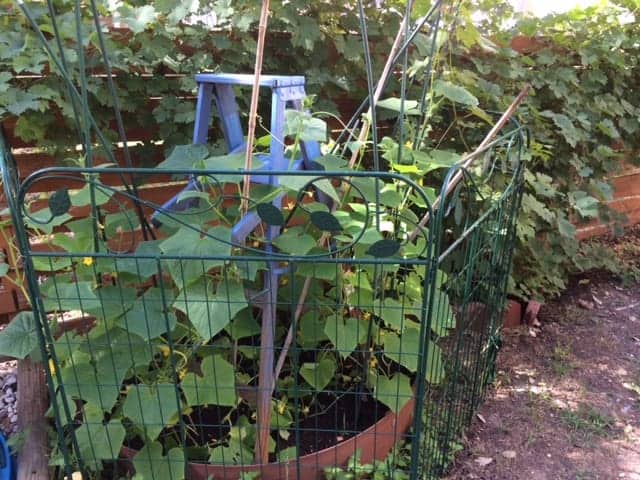 Cucumber trellis from an upcycled ladder.