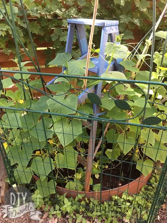 Blue wood ladder inside a fence with green vines growing up it.