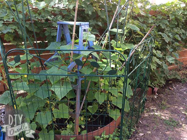 Blue ladder in the garden.