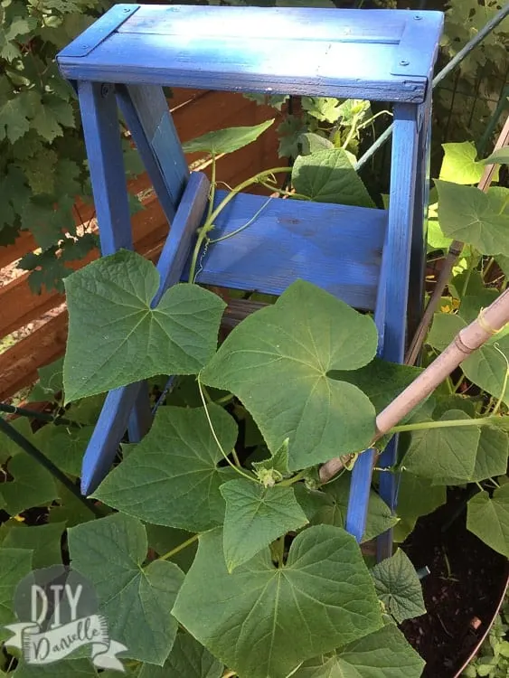 Close up photo of cucumber leaves on a ladder trellis.