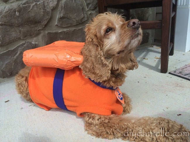 Easy Zuma dog costume, inspired by the TV show Paw Patrol. Worn by a cocker spaniel.