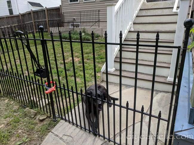 Alternative to clearance fence for dog