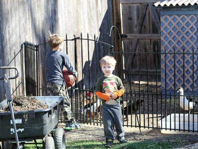 Another use of the no dig fencing panels was around our duck pen. Here are the kids helping with chores.