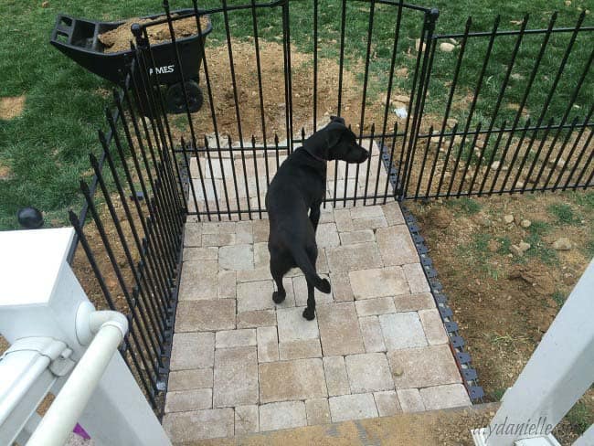 DIY dog run. Dog standing at the gate. This easy dog run is easy to install- no digging holes for posts.