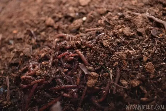 worm composting
