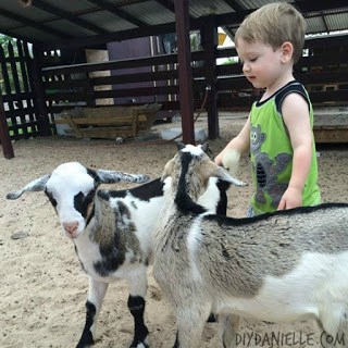 Petting Zoo: Coconut Bay Resort in St. Lucia