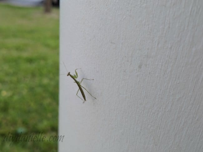 Baby praying mantis in the garden.