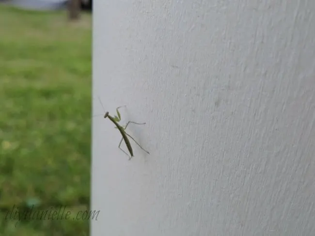 Baby praying mantis in the garden.