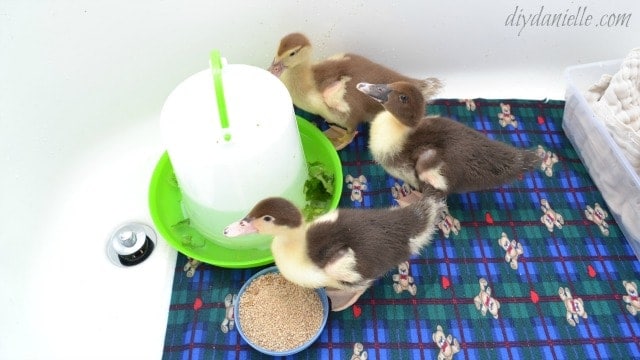 Easy duckling brooder setup in a bathtub.