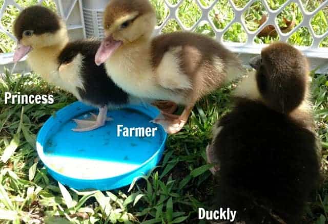 The DIY Danielle Ducklings and their Brooder Setup