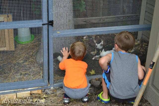 DIY Duck or Chicken Run