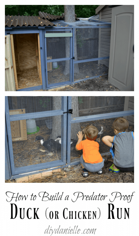 predator proof chicken run