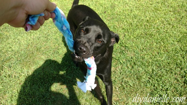 fleece dog toy diy