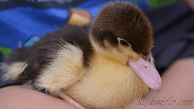 duck pets