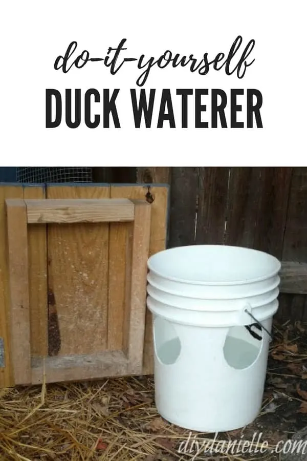 How to make a no mess duck waterer. White 5 gallon bucket with holes in the side in the duck pen.