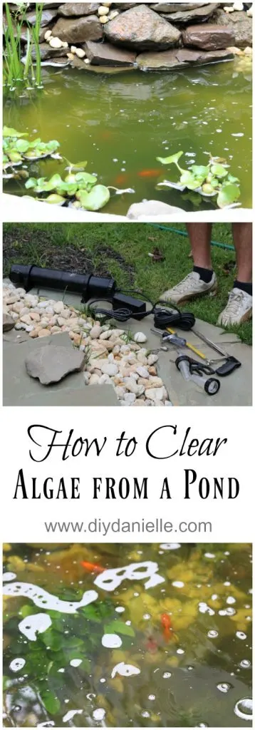 How to clear algae from a pond with a UV light..