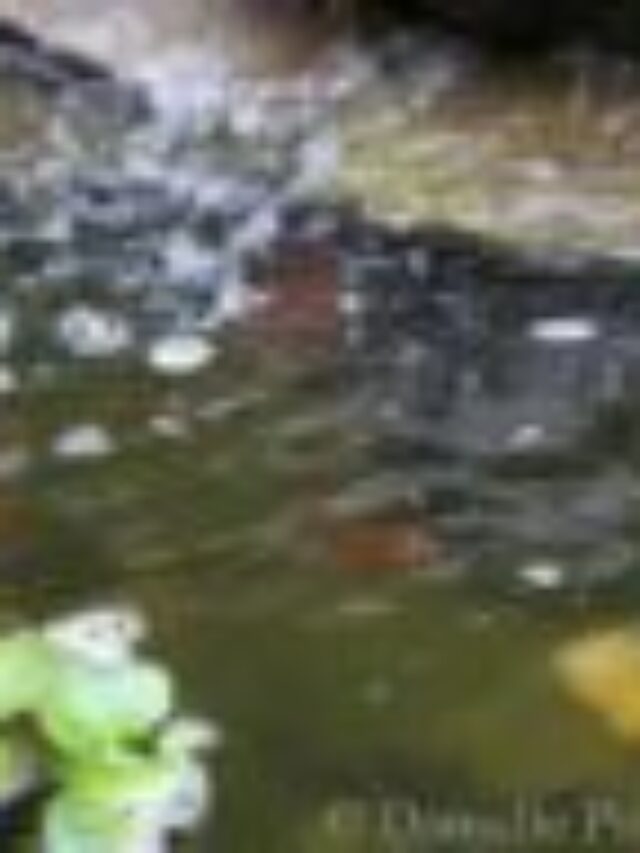 cropped-cropped-uvlightpond-44.jpg