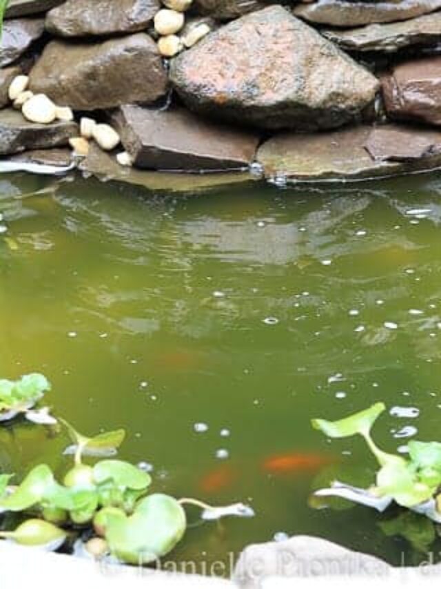 How to Set up a Pond and Patio