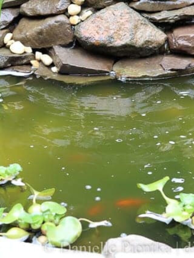 cropped-uvlightpond-2.jpg