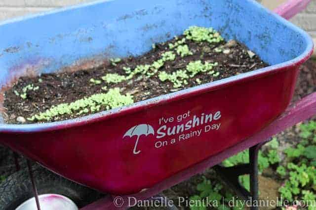 An old upcycled wheelbarrow growing lettuce.