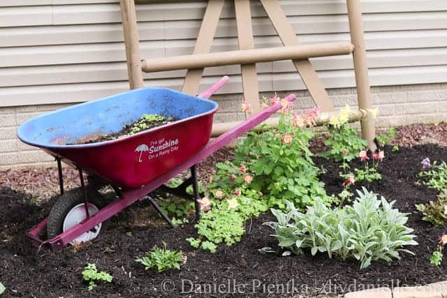 Full view of the decorative fence, upcycled wheelbarrow, and columbine plants.