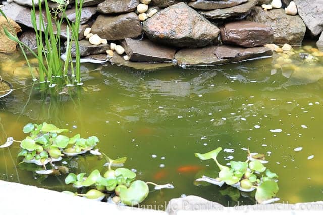 Algae in a newly established pond.