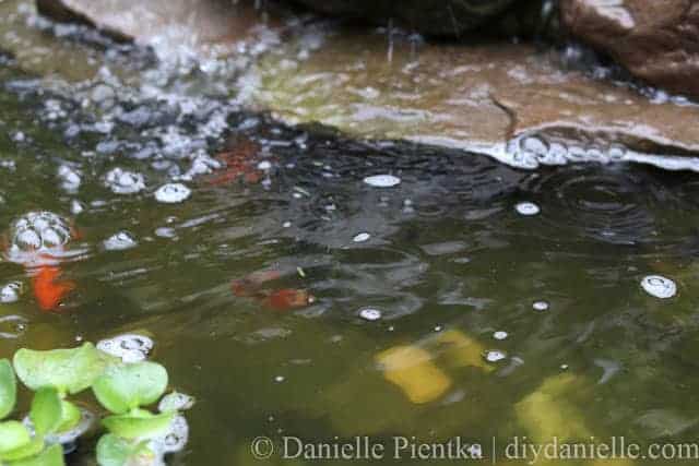 Clearing Algae From A Pond With A Uv Light Diy Danielle