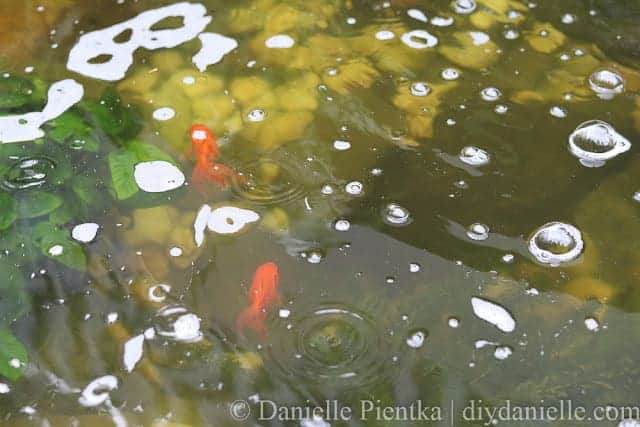 Water clarity and decreased algae after a week using a UV light in the pond.