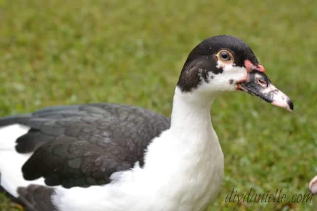 Ducks, guinea fowl, and chickens love to eat ticks and other bugs.