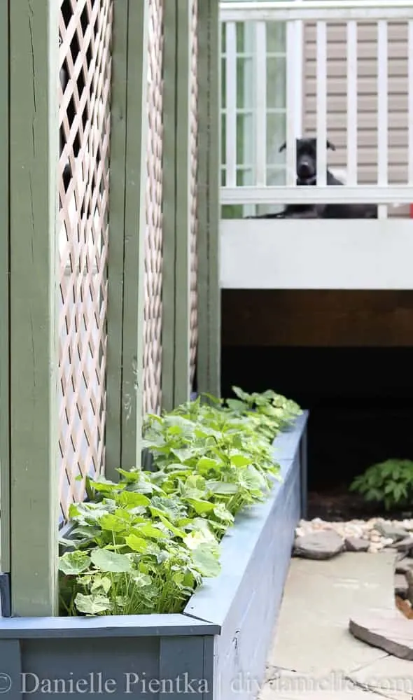 Simple DIY planter box with a trellis. These planters and trellis are HUGE so they'll support heavier plants.