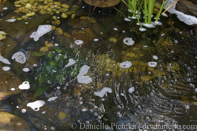  Clear pond thanks to our UV light setup and plenty of plants.