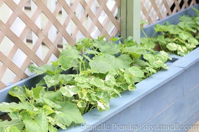 Cucumber plants and nasturium growing in planters by the pond.