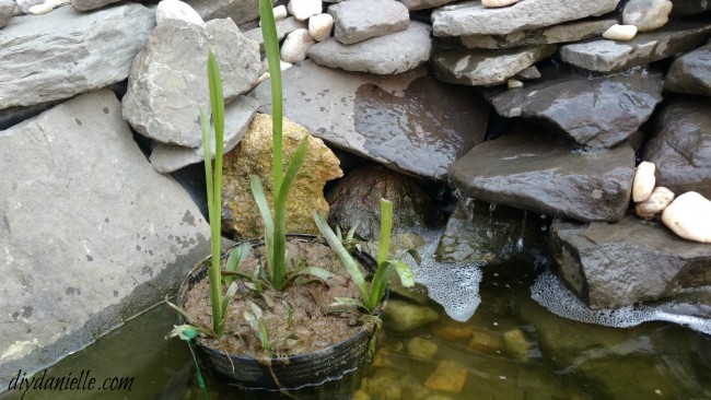 Sagitarria for the pond when I first purchased it and placed it in the pond.