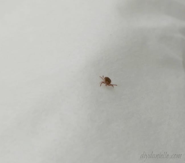 Tick on a piece of tissue.
