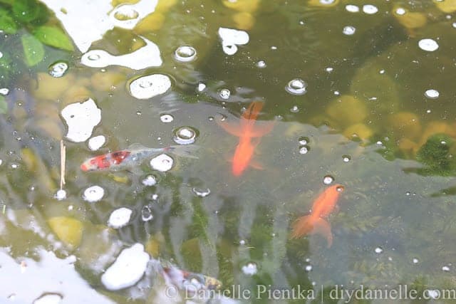 Shubunkins and Japanese Fantails