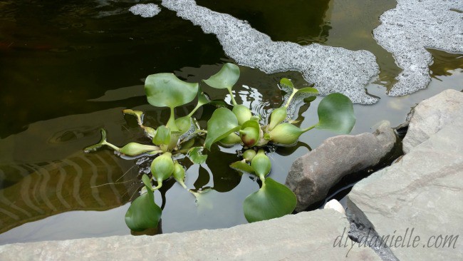 Water hyacinths in a pond. These are pretty and easy to grow.