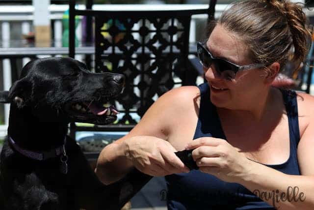 Touching the dog's paws to help prepare him for having a baby and toddler around.