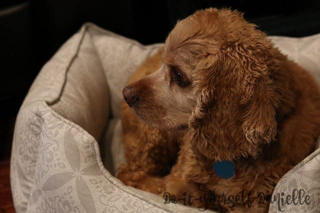 My dog on his dog bed.