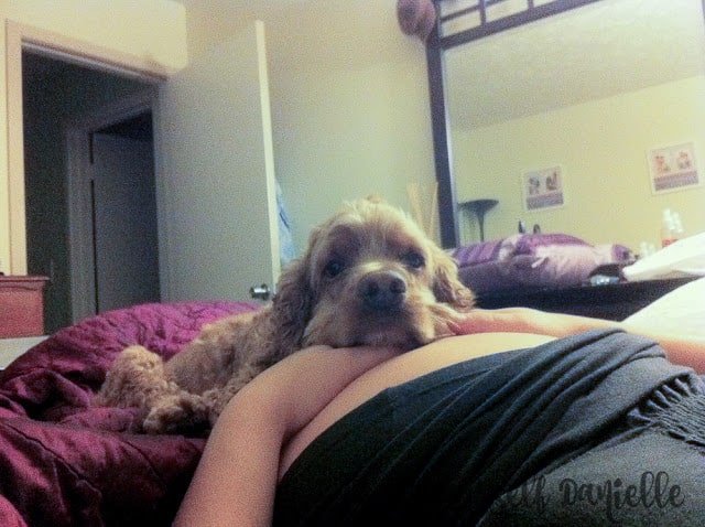 During my first pregnancy, my dog would often lay with his head on my belly.
