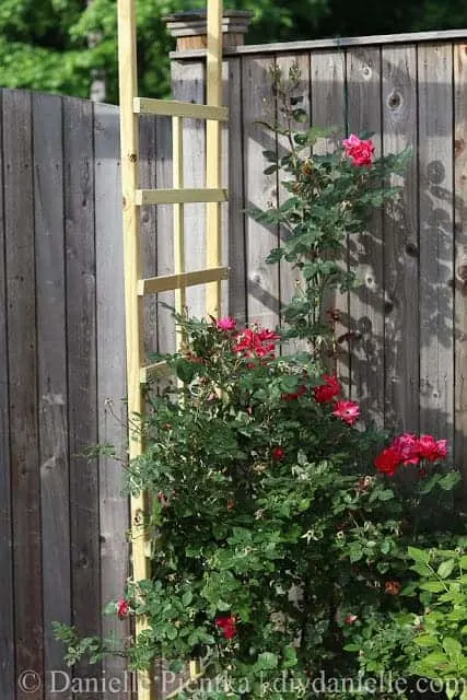 Knockout roses growing up a trellis.