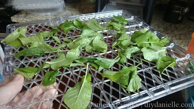 Drying orange mint in a dehydrator.