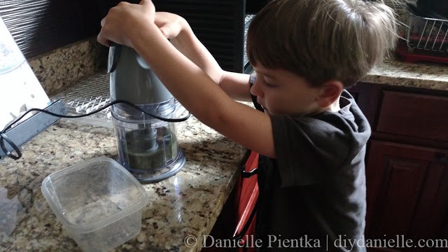 Shredding dried herbs in a blender.