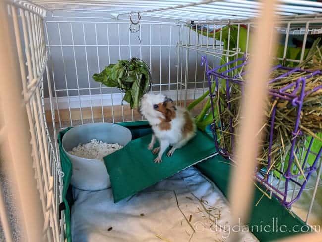 Guinea pig litter box made from a vinegar bottle.