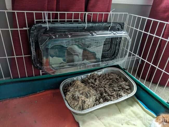 Foil food container used as a litter box for a guinea pig.