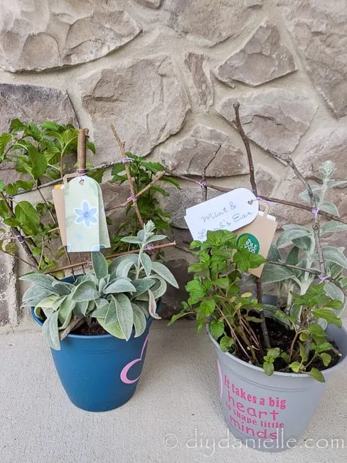 Planters made for two teachers at school. Easy project and there's a gift card attached as well. Love using the mint and lamb's ear from the garden.