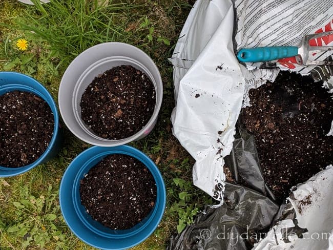 Adding potting soil to some planters to give as gifts.