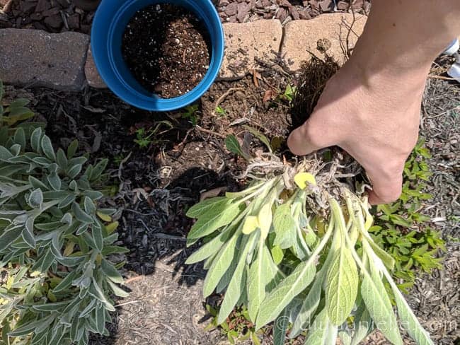 Dividing lambs ear to put in a planter as a gift.