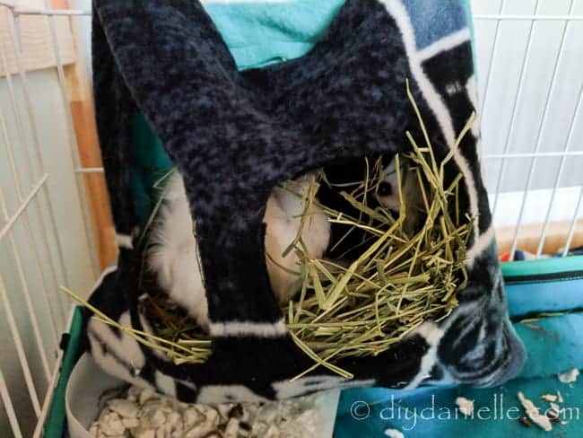 Guinea pig hiding in a DIY hay bag feeder. The bag is big enough for lots of hay AND the guinea pigs.